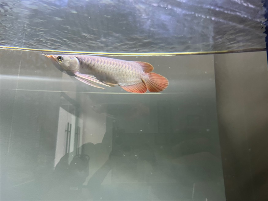 各位大佬，幫我看看這魚有發展前途嗎？謝謝大家[peifu][peifu][peifu]