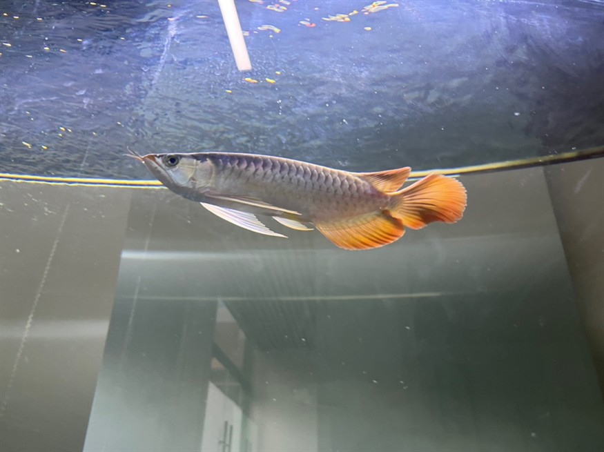 各位大佬，幫我看看這魚有發展前途嗎？謝謝大家[peifu][peifu][peifu]