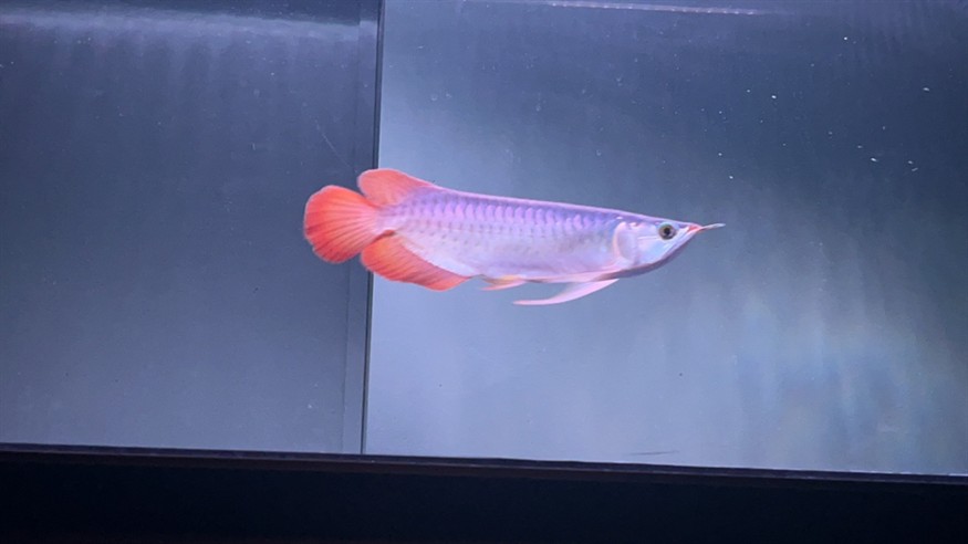 各位大佬，幫我看看這魚有發展前途嗎？謝謝大家[peifu][peifu][peifu]