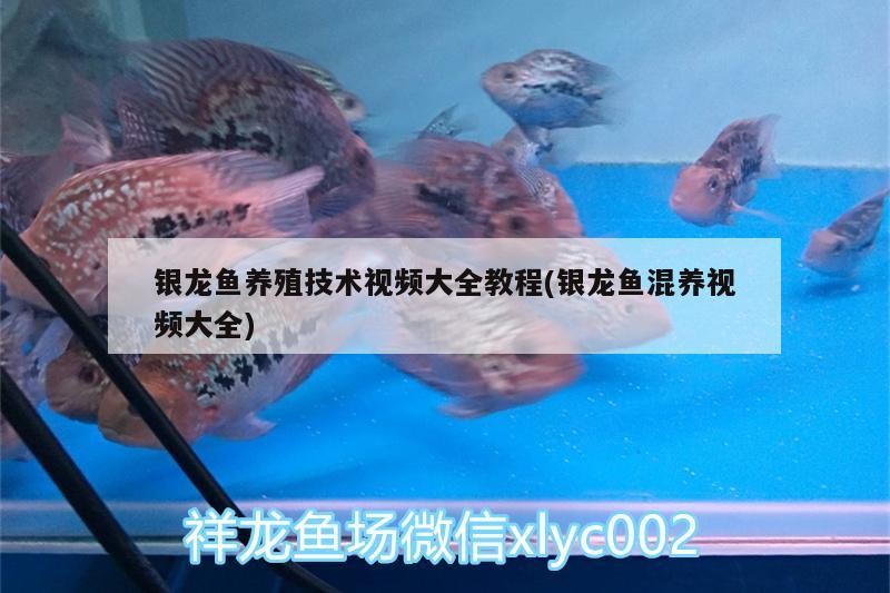 小型魚 銀龍魚養殖技術視頻大全教程(銀龍魚混養視頻大全) 銀龍魚百科 銀龍魚養殖技術視頻大全教程(銀龍魚混養視頻大全) 銀龍魚養殖技術視頻大全教程(銀龍魚混養視頻大全) 銀龍魚百科