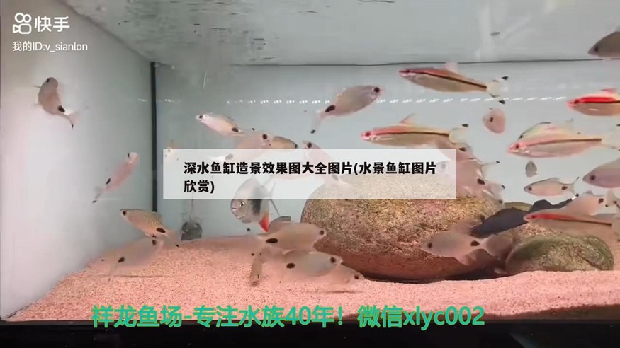 深水魚(yú)缸造景效果圖大全圖片(水景魚(yú)缸圖片欣賞)