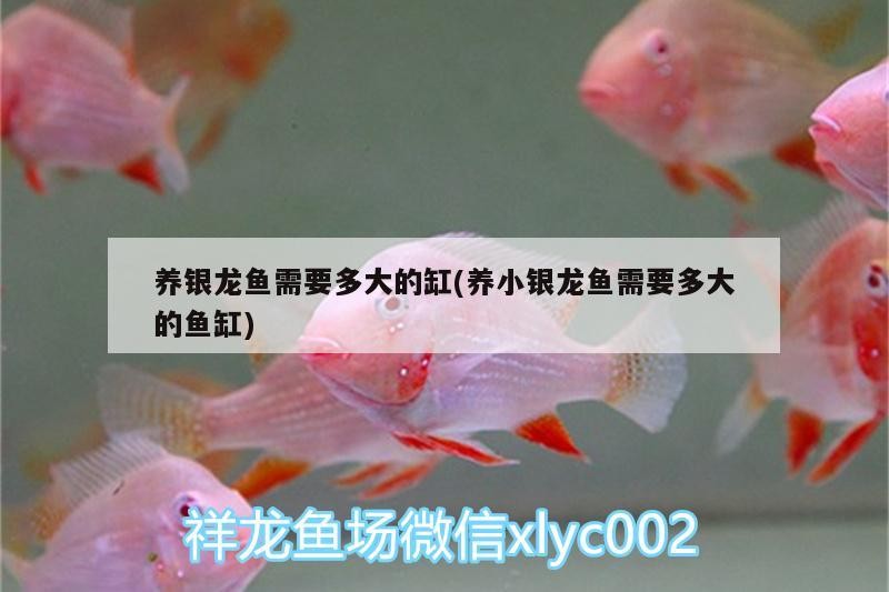 養銀龍魚需要多大的缸(養小銀龍魚需要多大的魚缸)
