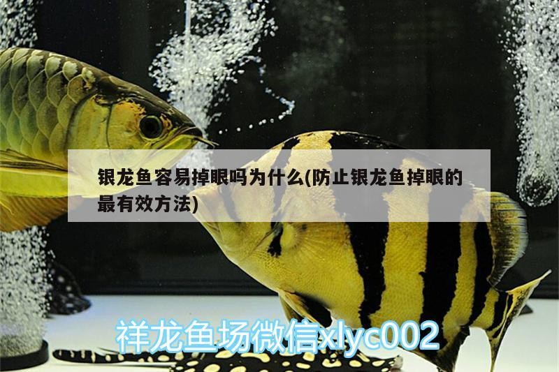 銀龍魚容易掉眼嗎為什么(防止銀龍魚掉眼的最有效方法) 銀龍魚容易掉眼嗎為什么(防止銀龍魚掉眼的最有效方法) 銀龍魚百科