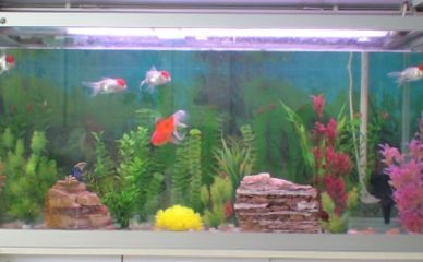 大魚缸加熱棒費電嗎：大魚缸加熱棒的保溫材料的選擇與應(yīng)用與應(yīng)用除了加熱棒 大魚缸加熱棒費電嗎：大魚缸加熱棒的保溫材料的選擇與應(yīng)用與應(yīng)用除了加熱棒 魚缸百科 第1張