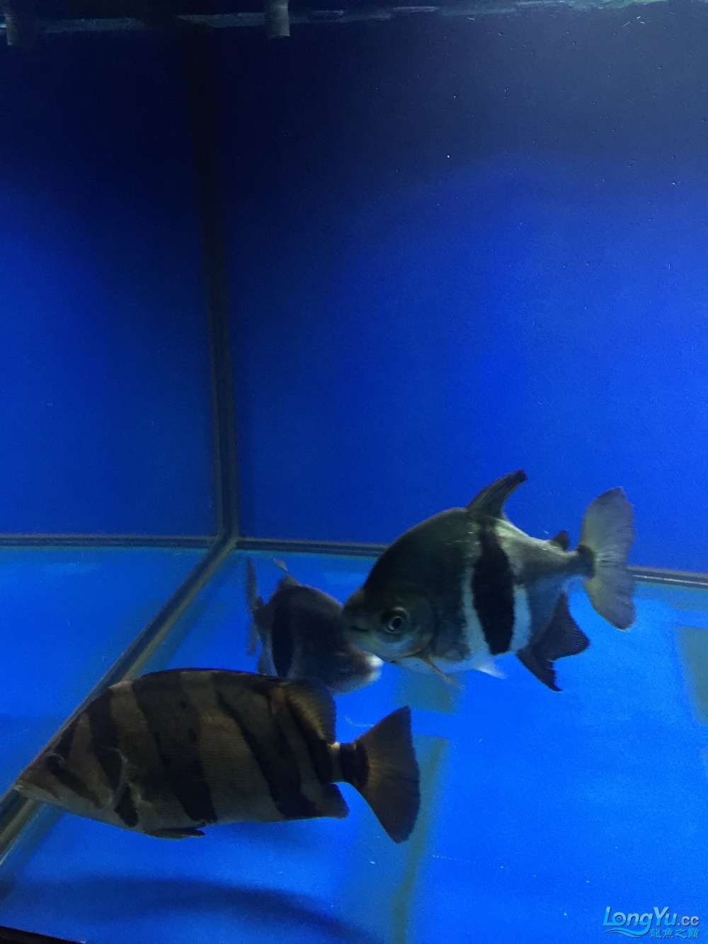 上岸出三紋虎魚龍予已送人勿念