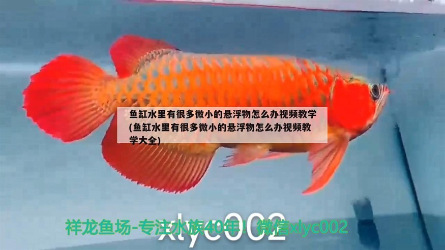 魚缸水里有很多微小的懸浮物怎么辦視頻教學(xué)(魚缸水里有很多微小的懸浮物怎么辦視頻教學(xué)大全)