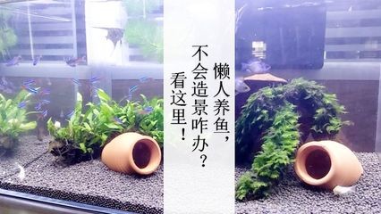 清澗縣森森水族（清澗縣森森水族館電話） 清澗縣森森水族（清澗縣森森水族館電話） 全國水族館企業名錄 第1張