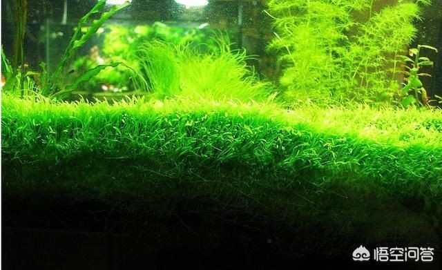 大魚缸水草選擇哪種好用：水榕和皇冠草的養護方法