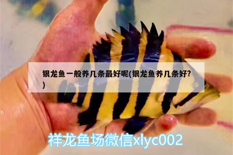 銀龍魚一般養幾條最好呢(銀龍魚養幾條好?)