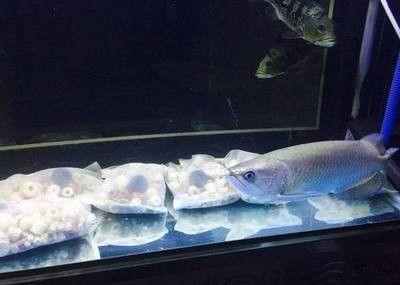 龍魚多少溫度合適冬眠養魚 龍魚多少溫度合適冬眠養魚 龍魚百科 第1張