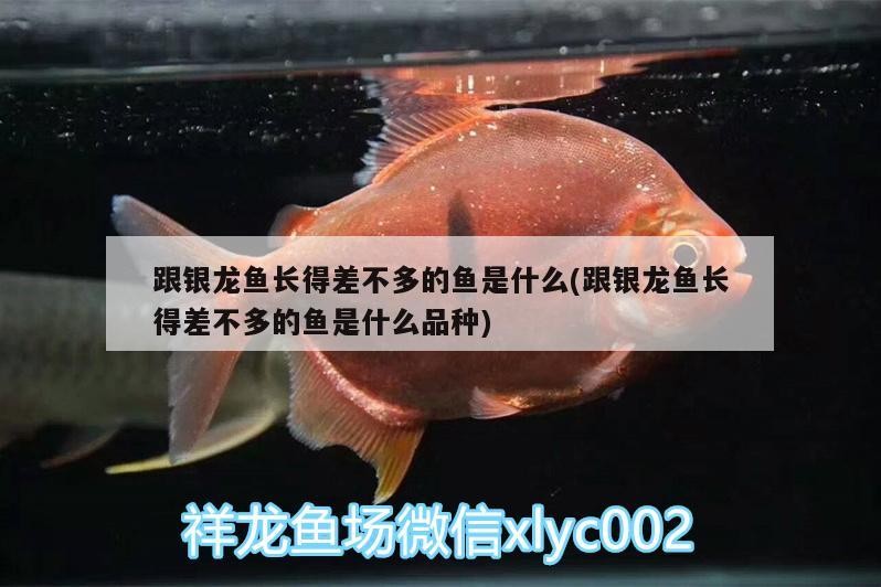 跟銀龍魚長得差不多的魚是什么(跟銀龍魚長得差不多的魚是什么品種)