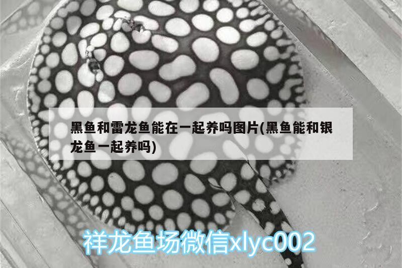 黑魚和雷龍魚能在一起養(yǎng)嗎圖片(黑魚能和銀龍魚一起養(yǎng)嗎)