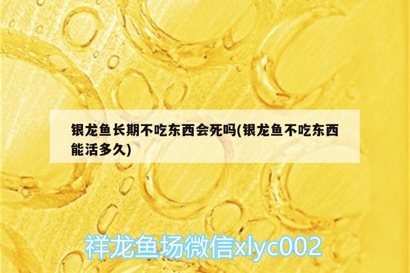 銀龍魚長期不吃東西會死嗎(銀龍魚不吃東西能活多久) 銀龍魚長期不吃東西會死嗎(銀龍魚不吃東西能活多久) 銀龍魚百科