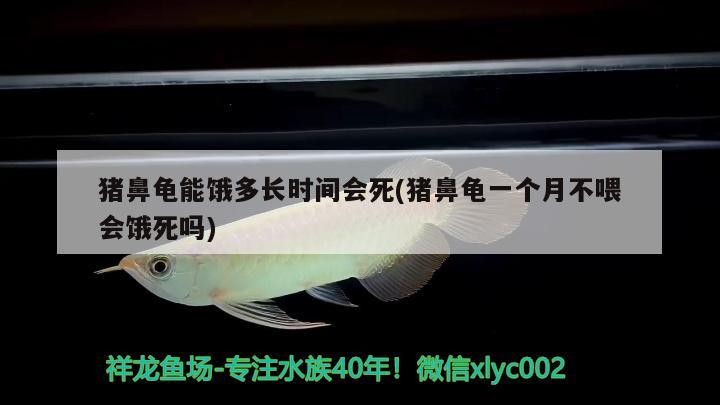 豬鼻龜能餓多長(zhǎng)時(shí)間會(huì)死(豬鼻龜一個(gè)月不喂會(huì)餓死嗎)
