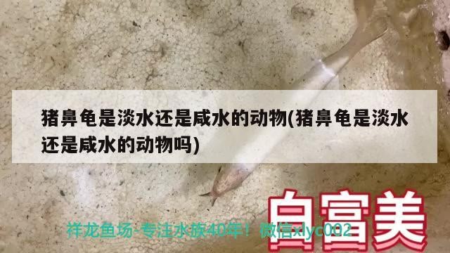 豬鼻龜是淡水還是咸水的動物(豬鼻龜是淡水還是咸水的動物嗎)