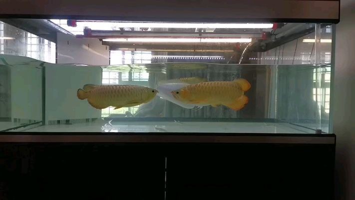 紅龍魚的正確飼養(yǎng)方法視頻講解（紅龍魚的正確飼養(yǎng)方法視頻講解大全） 紅龍魚的正確飼養(yǎng)方法視頻講解（紅龍魚的正確飼養(yǎng)方法視頻講解大全） 紅龍魚百科