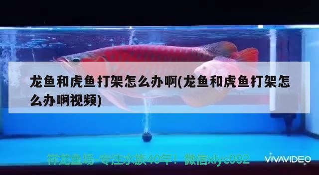 龍魚和虎魚打架怎么辦啊(龍魚和虎魚打架怎么辦啊視頻) 龍魚和虎魚打架怎么辦啊(龍魚和虎魚打架怎么辦啊視頻) 虎魚百科