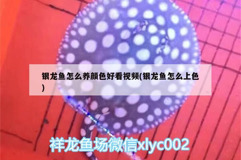 銀龍魚怎么養顏色好看視頻(銀龍魚怎么上色)