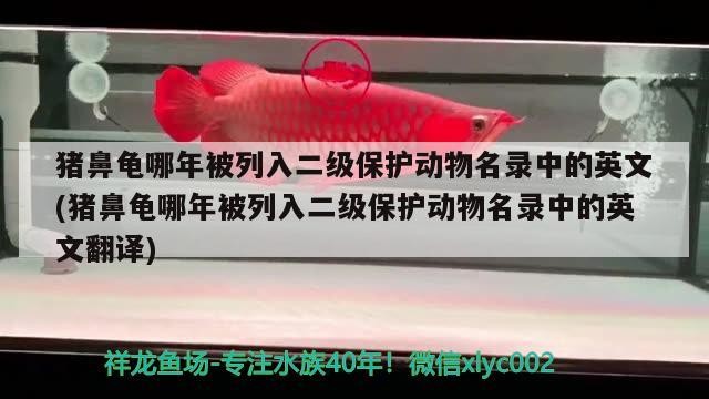 豬鼻龜哪年被列入二級保護動物名錄中的英文(豬鼻龜哪年被列入二級保護動物名錄中的英文翻譯)