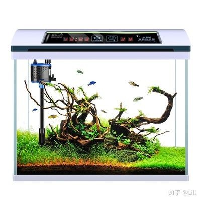 白色魚缸適合養(yǎng)什么魚好看：白色魚缸適合養(yǎng)什么魚？