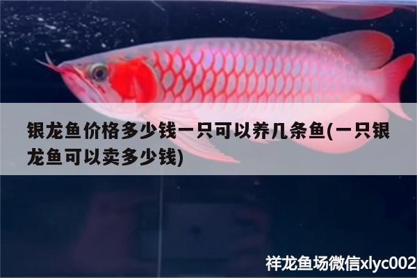 銀龍魚價格多少錢一只可以養幾條魚(一只銀龍魚可以賣多少錢)