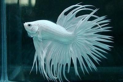 斗魚沒飼料喂什么（關于斗魚喂食的一些詳細信息）