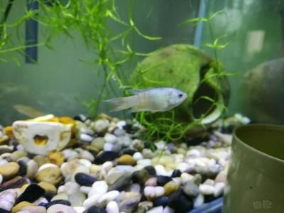 斗魚沒飼料喂什么（關于斗魚喂食的一些詳細信息）