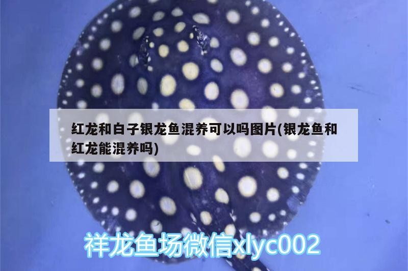 紅龍和白子銀龍魚混養(yǎng)可以嗎圖片(銀龍魚和紅龍能混養(yǎng)嗎)