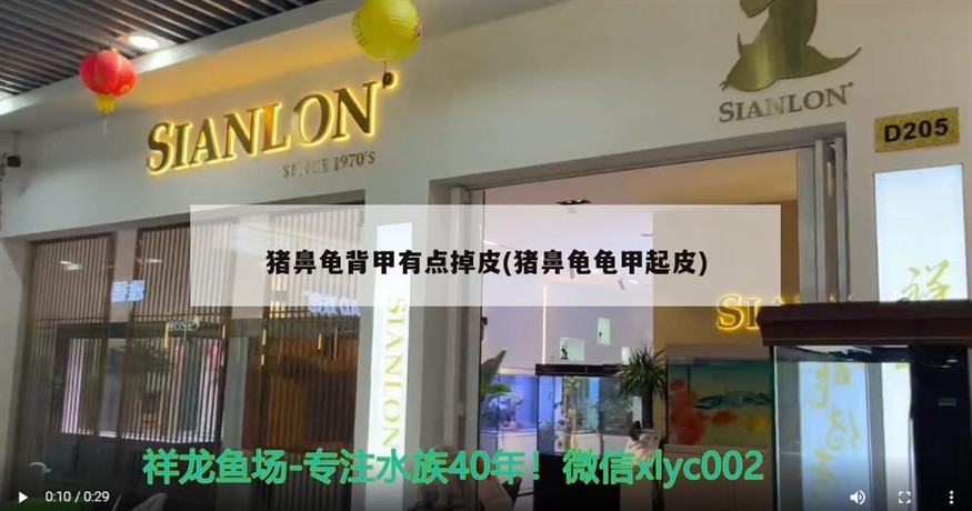 魚缸用增氧泵價(jià)格是多少:魚缸增氧機(jī)-xtrac增氧機(jī)-xtrac增氧機(jī) 豬鼻龜背甲有點(diǎn)掉皮(豬鼻龜龜甲起皮) 豬鼻龜百科 豬鼻龜背甲有點(diǎn)掉皮(豬鼻龜龜甲起皮) 豬鼻龜背甲有點(diǎn)掉皮(豬鼻龜龜甲起皮) 豬鼻龜百科
