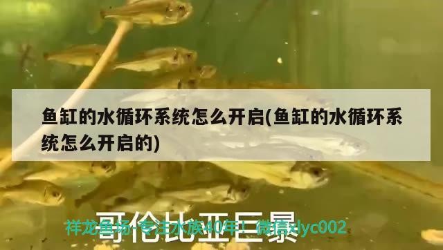 魚缸的水循環(huán)系統(tǒng)怎么開啟(魚缸的水循環(huán)系統(tǒng)怎么開啟的)