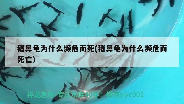 豬鼻龜為什么瀕危而死(豬鼻龜為什么瀕危而死亡) 豬鼻龜為什么瀕危而死(豬鼻龜為什么瀕危而死亡) 豬鼻龜百科