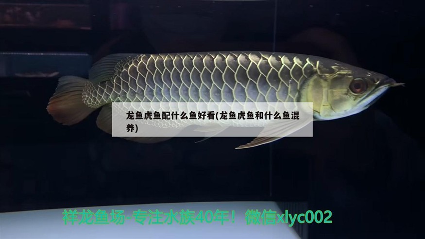 龍魚虎魚配什么魚好看(龍魚虎魚和什么魚混養)