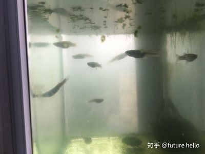 鳊魚放魚缸里能養(yǎng)活么：鳊魚可以在魚缸中養(yǎng)活嗎？ 鳊魚放魚缸里能養(yǎng)活么：鳊魚可以在魚缸中養(yǎng)活嗎？ 魚缸百科 第1張