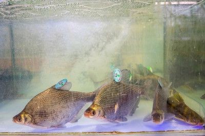 鳊魚放魚缸里能養(yǎng)活么：鳊魚可以在魚缸中養(yǎng)活嗎？ 鳊魚放魚缸里能養(yǎng)活么：鳊魚可以在魚缸中養(yǎng)活嗎？ 魚缸百科 第3張