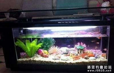鳊魚放魚缸里能養(yǎng)活么：鳊魚可以在魚缸中養(yǎng)活嗎？ 鳊魚放魚缸里能養(yǎng)活么：鳊魚可以在魚缸中養(yǎng)活嗎？ 魚缸百科 第4張