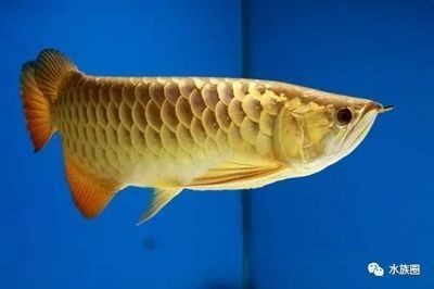龍魚的鑒賞心得怎么寫
