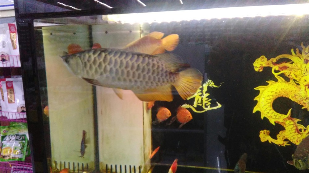 廣州水族館年年有魚 廣州水族館年年有魚 虎魚百科 第1張