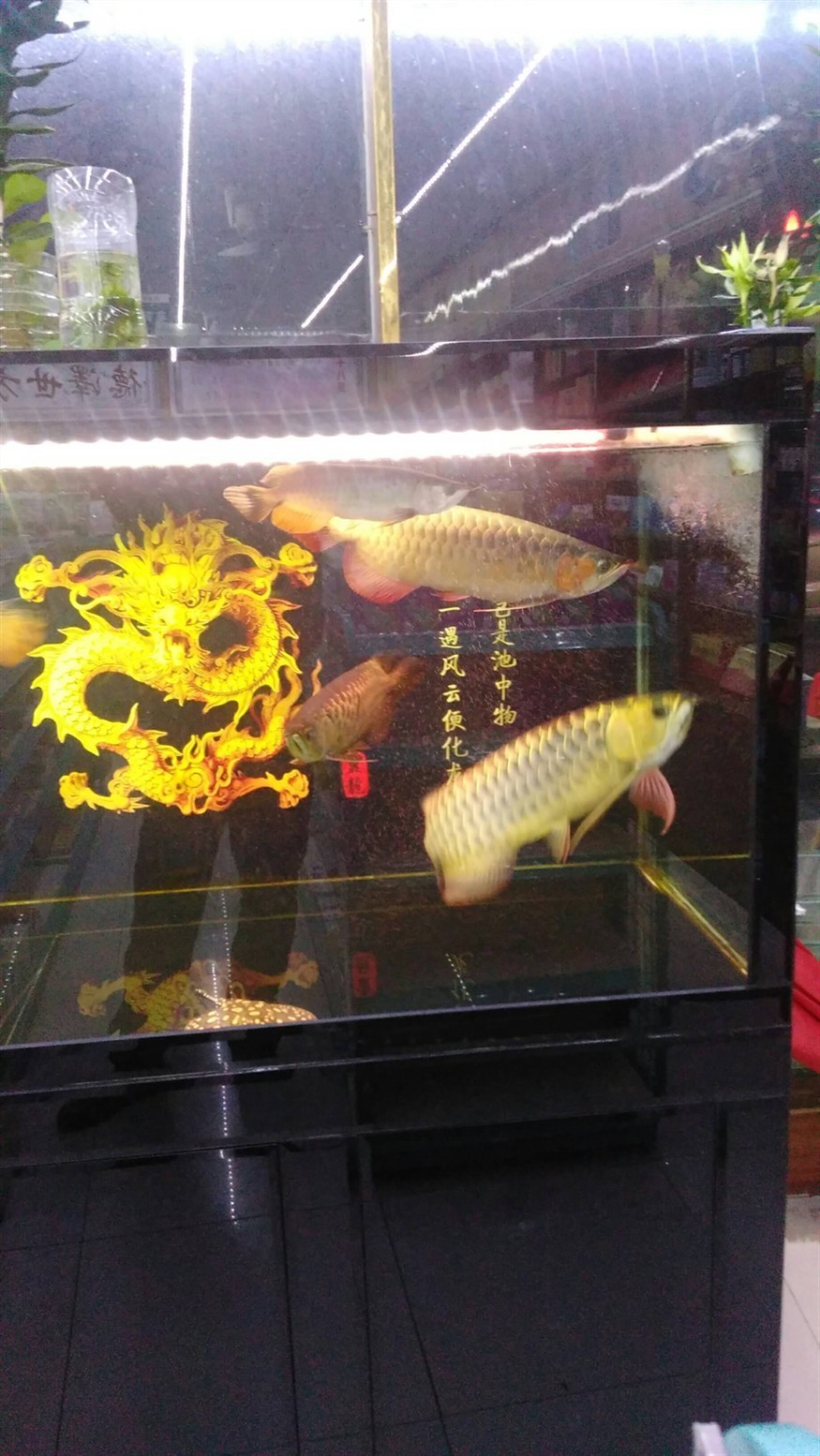 廣州水族館年年有魚 廣州水族館年年有魚 虎魚百科 第2張
