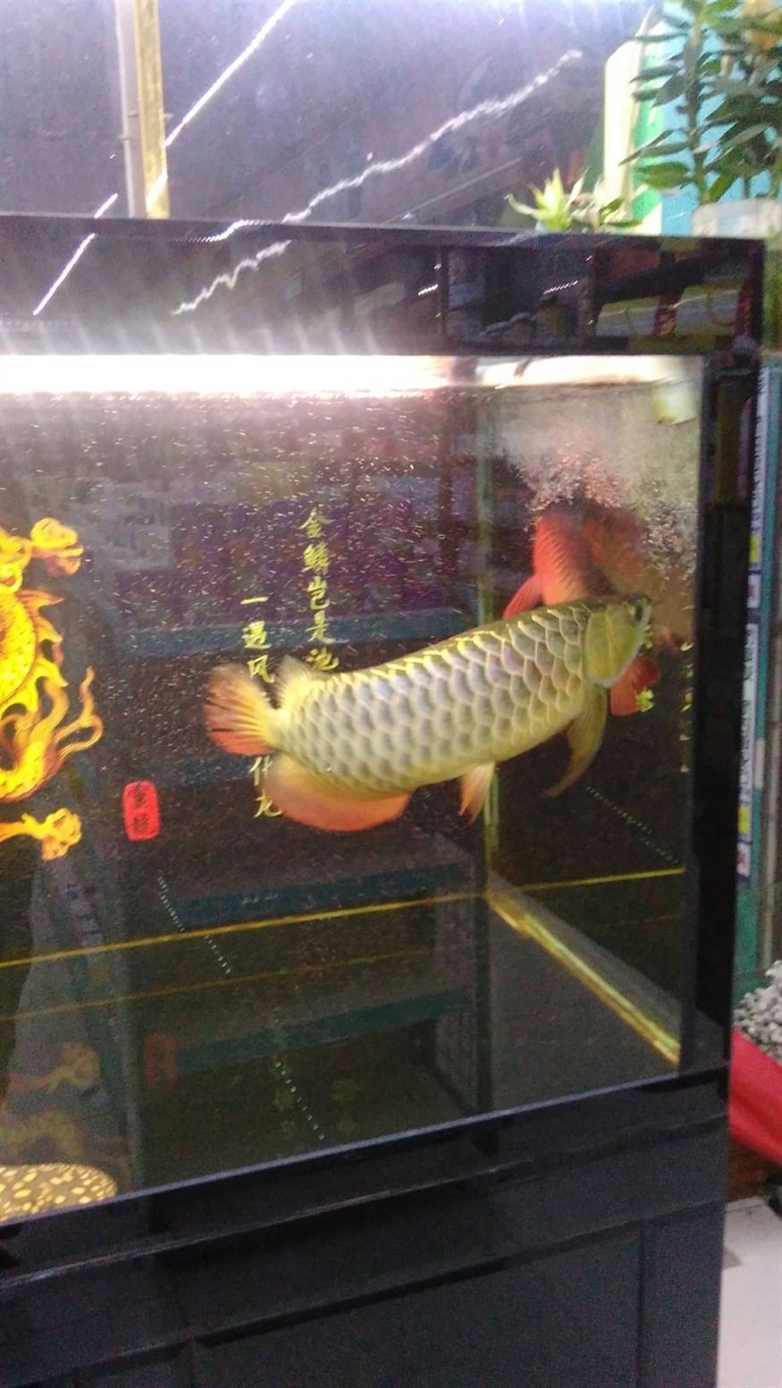 廣州水族館年年有魚 廣州水族館年年有魚 虎魚百科 第4張