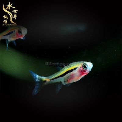 川沙哪里有賣魚缸的實體店鋪：川沙地區售賣魚缸的一些實體店鋪：百聯川沙購物中心 川沙哪里有賣魚缸的實體店鋪：川沙地區售賣魚缸的一些實體店鋪：百聯川沙購物中心 魚缸百科 第2張