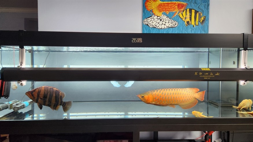 第三十九個月,母魚更加灰了,公魚點更大,大黃沒有伙伴打架了好像沒有那么明了,薩伊藍也被啃涂了。 龍魚論壇 第1張 第三十九個月,母魚更加灰了,公魚點更大,大黃沒有伙伴打架了好像沒有那么明了,薩伊藍也被啃涂了。 第三十九個月,母魚更加灰了,公魚點更大,大黃沒有伙伴打架了好像沒有那么明了,薩伊藍也被啃涂了。 龍魚論壇 第1張