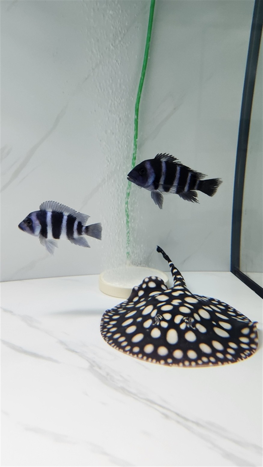 第三十九個月,母魚更加灰了,公魚點更大,大黃沒有伙伴打架了好像沒有那么明了,薩伊藍也被啃涂了。 龍魚論壇 第4張 第三十九個月,母魚更加灰了,公魚點更大,大黃沒有伙伴打架了好像沒有那么明了,薩伊藍也被啃涂了。 第三十九個月,母魚更加灰了,公魚點更大,大黃沒有伙伴打架了好像沒有那么明了,薩伊藍也被啃涂了。 龍魚論壇 第4張