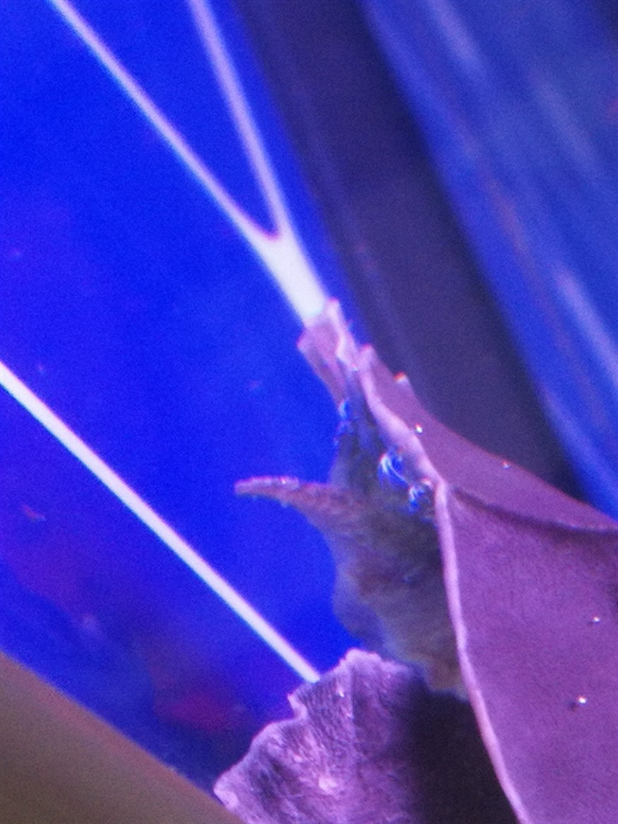鸚鵡魚咬豬鼻龜 豬鼻龜百科 第1張 鸚鵡魚咬豬鼻龜 鸚鵡魚咬豬鼻龜 豬鼻龜百科 第1張