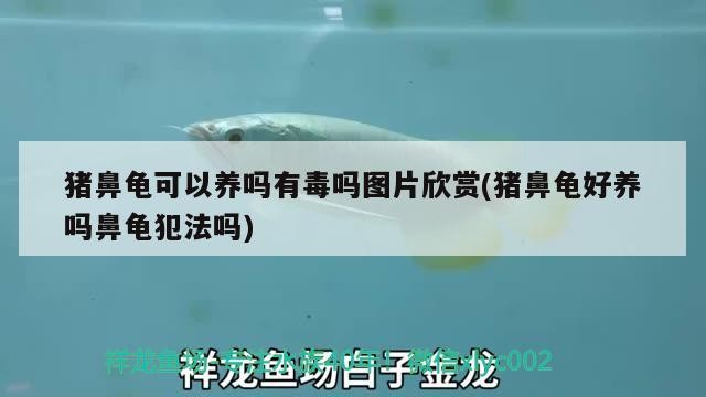 豬鼻龜可以養嗎有毒嗎圖片欣賞(豬鼻龜好養嗎鼻龜犯法嗎)