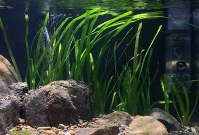 大型魚缸如何養水草：大型魚缸養水草方法