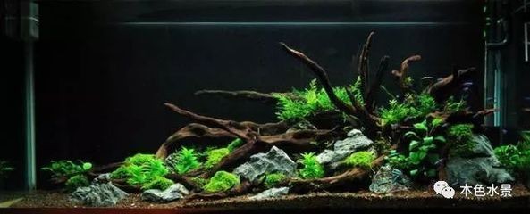 大型魚缸如何養水草：大型魚缸養水草方法