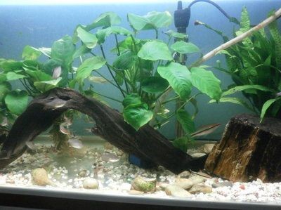 大型魚缸如何養水草：大型魚缸養水草方法
