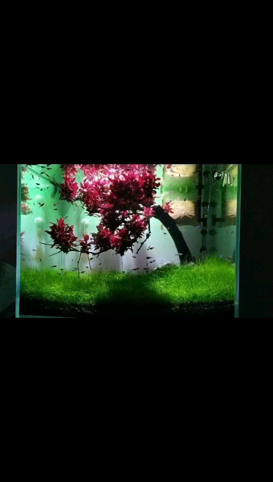 櫻花樹長(zhǎng)的太快了，丹麥紅玫瑰都爆缸了，太能生長(zhǎng)了。黑殼蝦變懶惰了，不如當(dāng)初愛吃綠藻了