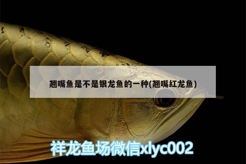 翹嘴魚是不是銀龍魚的一種(翹嘴紅龍魚) 翹嘴魚是不是銀龍魚的一種(翹嘴紅龍魚) 銀龍魚百科
