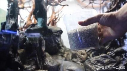 草缸變魚缸：如何將草缸變成魚缸